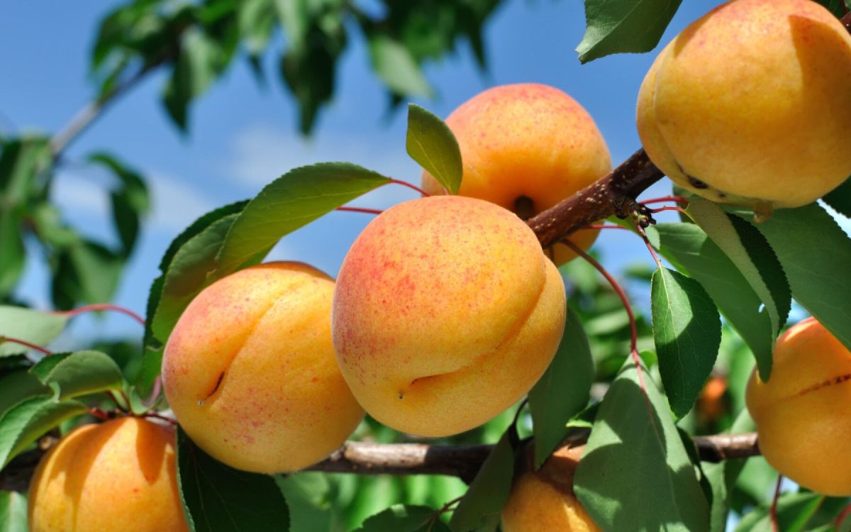Des arbres fruitiers heureux : les secrets de Pierre-Yves Nédéléc