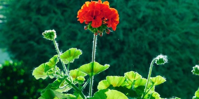 Transformez votre jardin avec des boutures de géranium