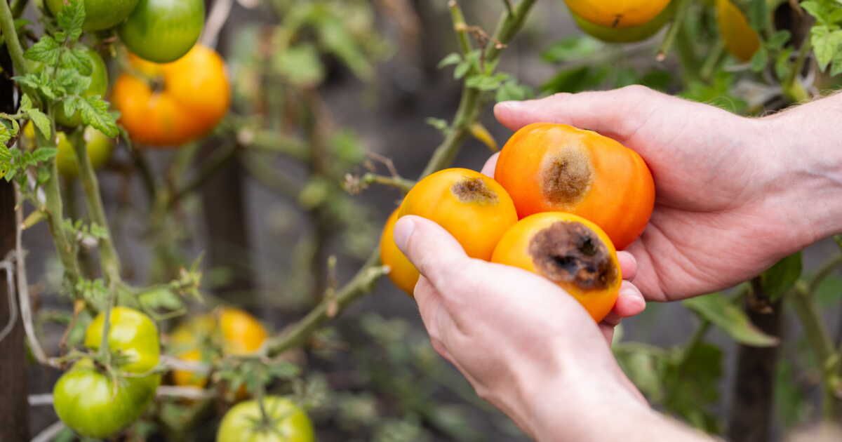 Des taches rugueuses sur vos tomates ? Agissez sans tarder !