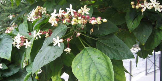 Clérodendron de Chine : un arbuste aux multiples atouts