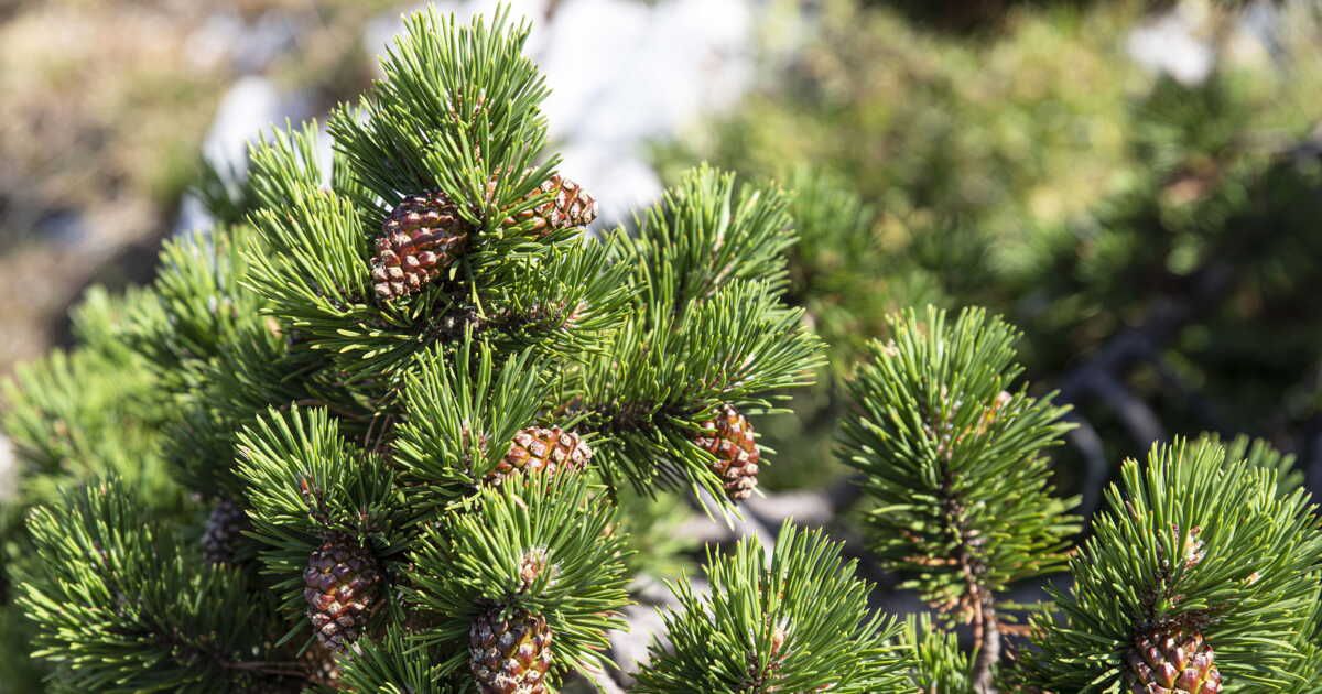 Astuce jardin : découvrez un objet surprenant pour gérer l'arrosage