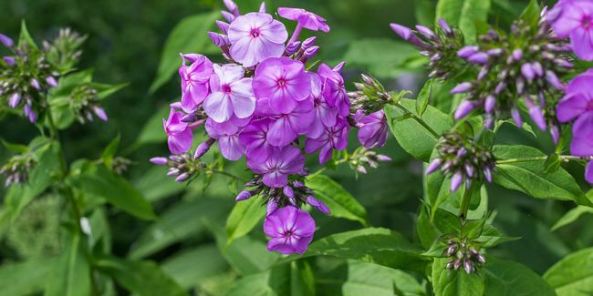 Phlox (Phlox spp.) : une explosion de couleurs et de parfums au jardin