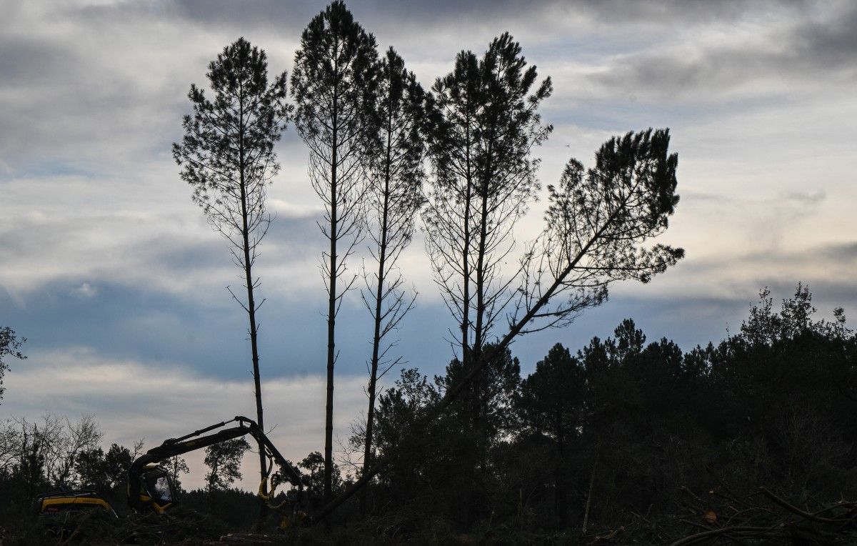 Nématode du pin : espoir de lutte face à une nouvelle menace dans les Landes