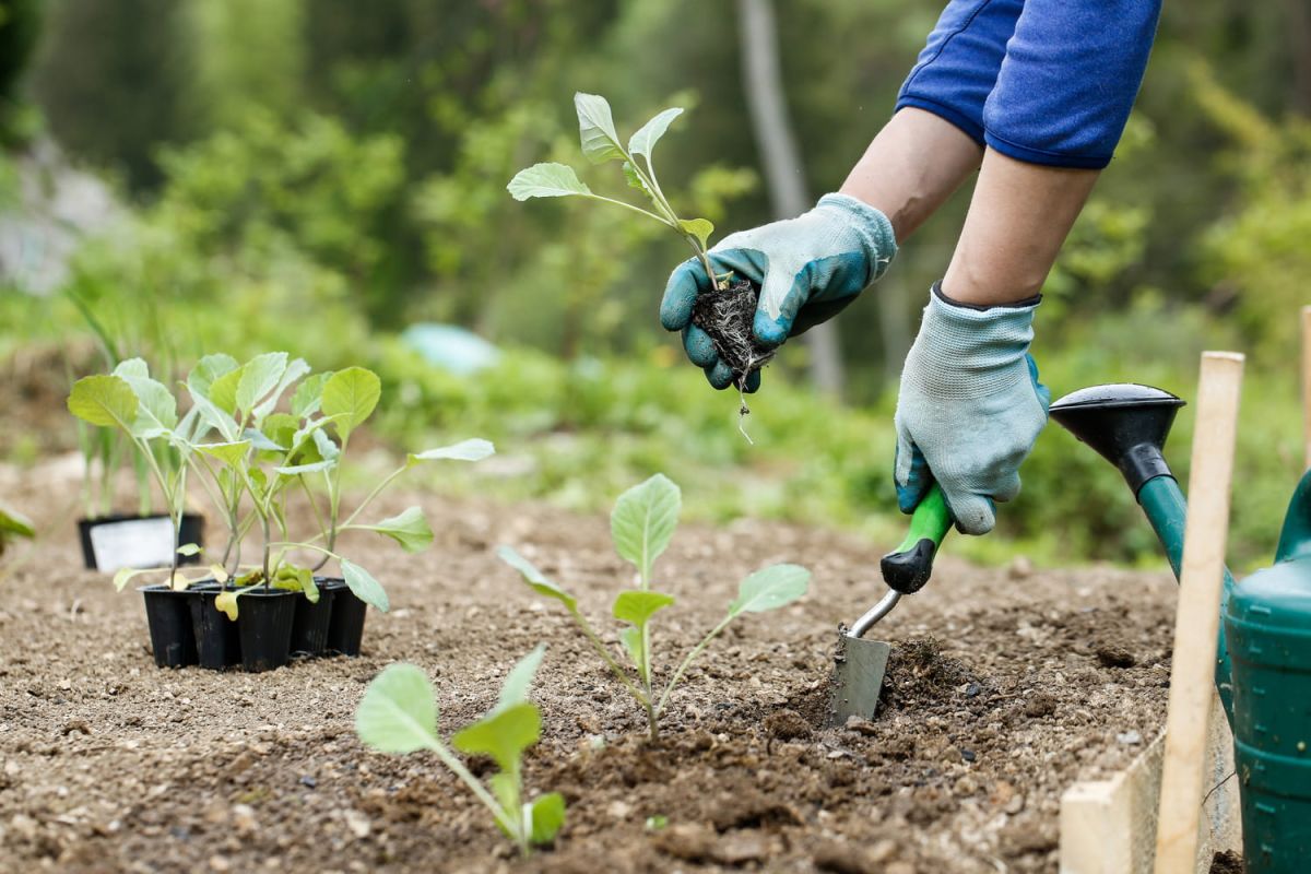 Le légume d'hiver qui résiste au froid et embellit votre potager