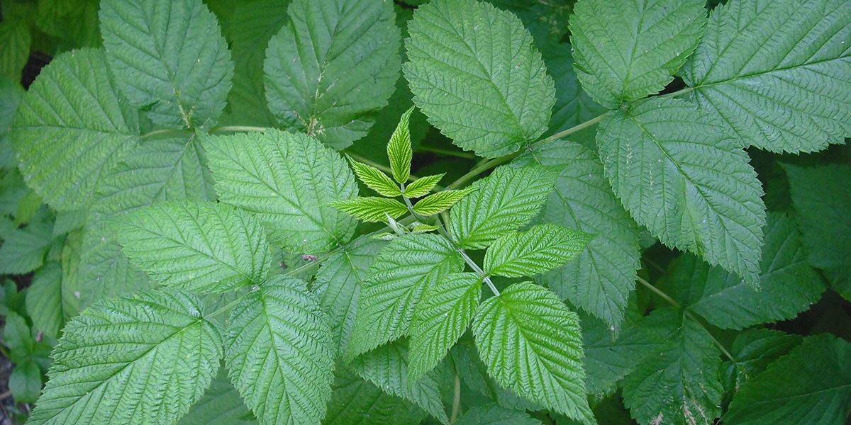 Framboisiers sans fleurs et sans fruits : 6 raisons possibles