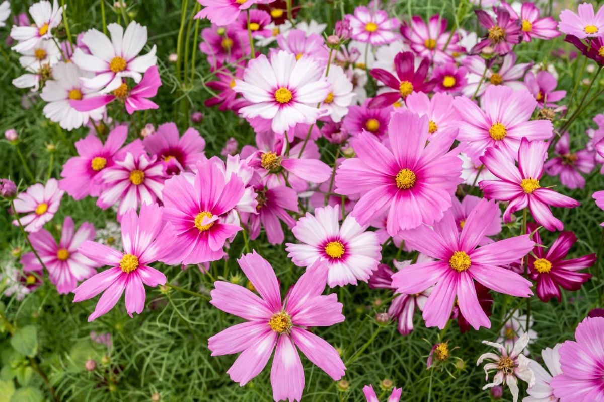 Trois fleurs à planter avant mai pour un jardin éclatant jusqu'à l'automne
