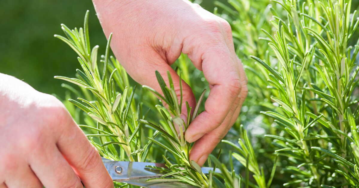 Les secrets de la taille des herbes aromatiques révélés