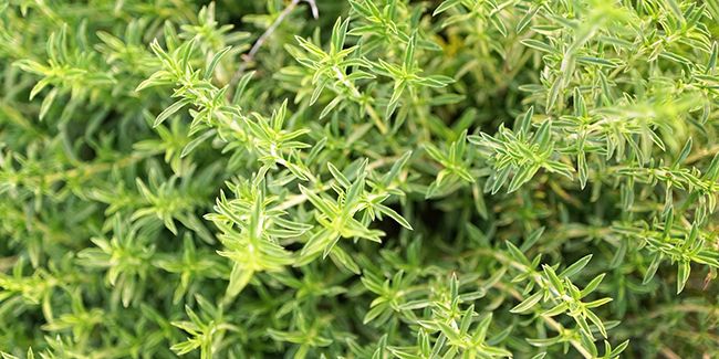 Découvrez les bienfaits insoupçonnés de la sarriette pour votre santé