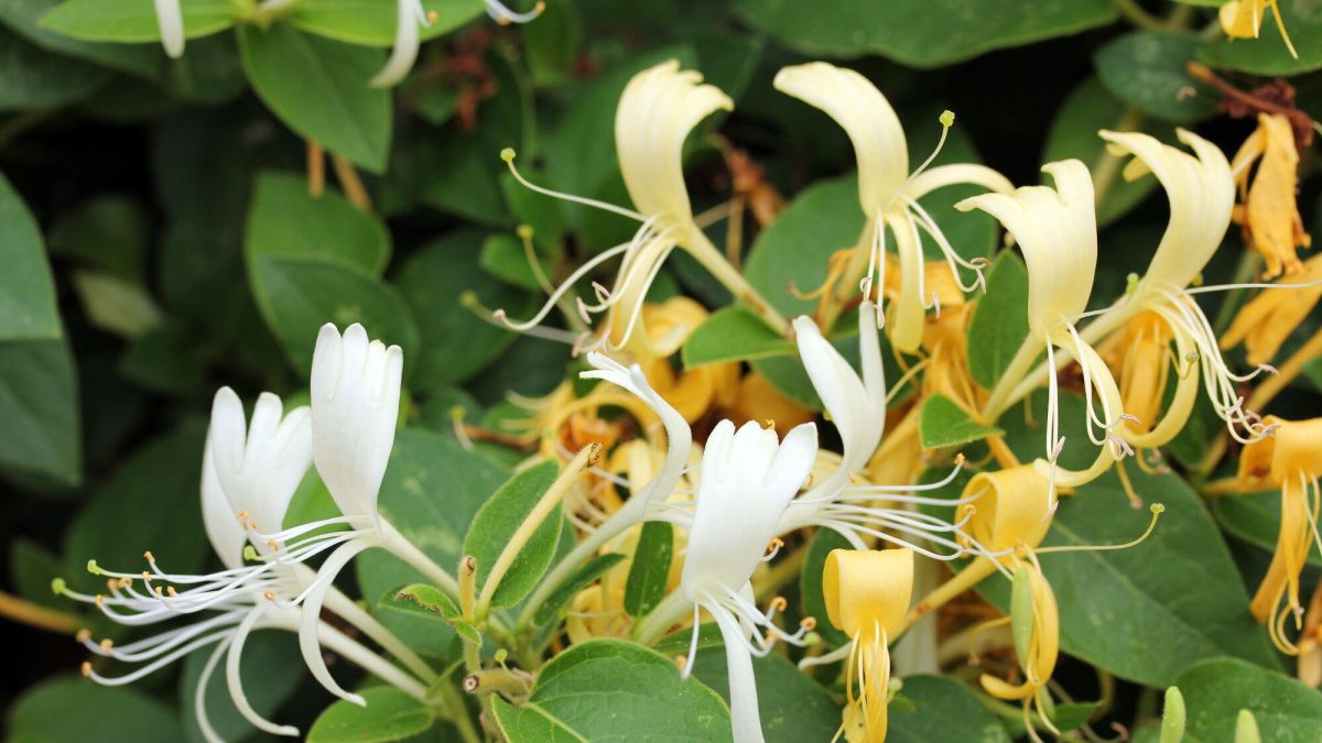 Jardin : "Les feuilles de mon chèvrefeuille sur mon balcon à l'ombre s'assèchent, que faire ?"
