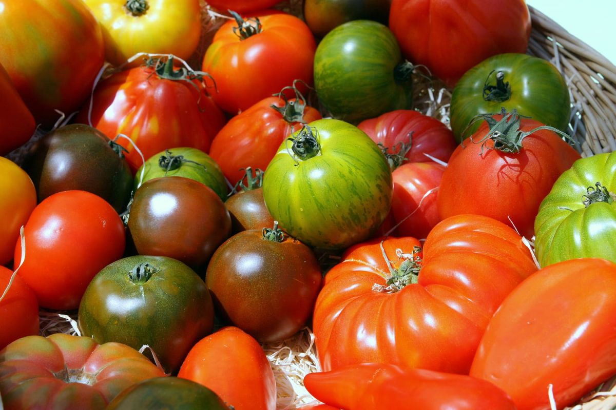 Tomates anciennes : 10 variétés à planter au potager