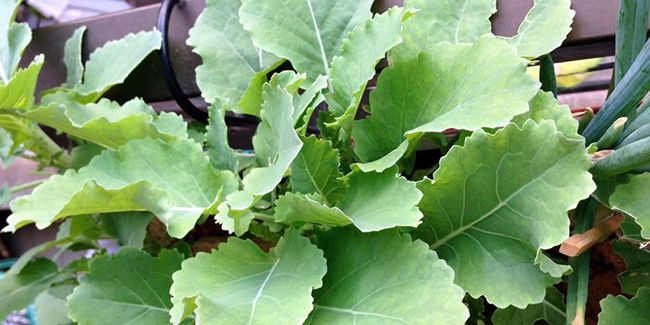 Chou perpétuel (Brassica oleracea var. ramosa)