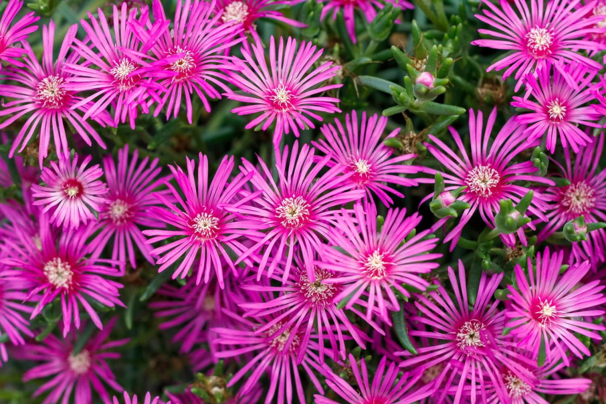 Colorée tout l'été, cette plante surnommée "tapis magique" est idéale en plein soleil