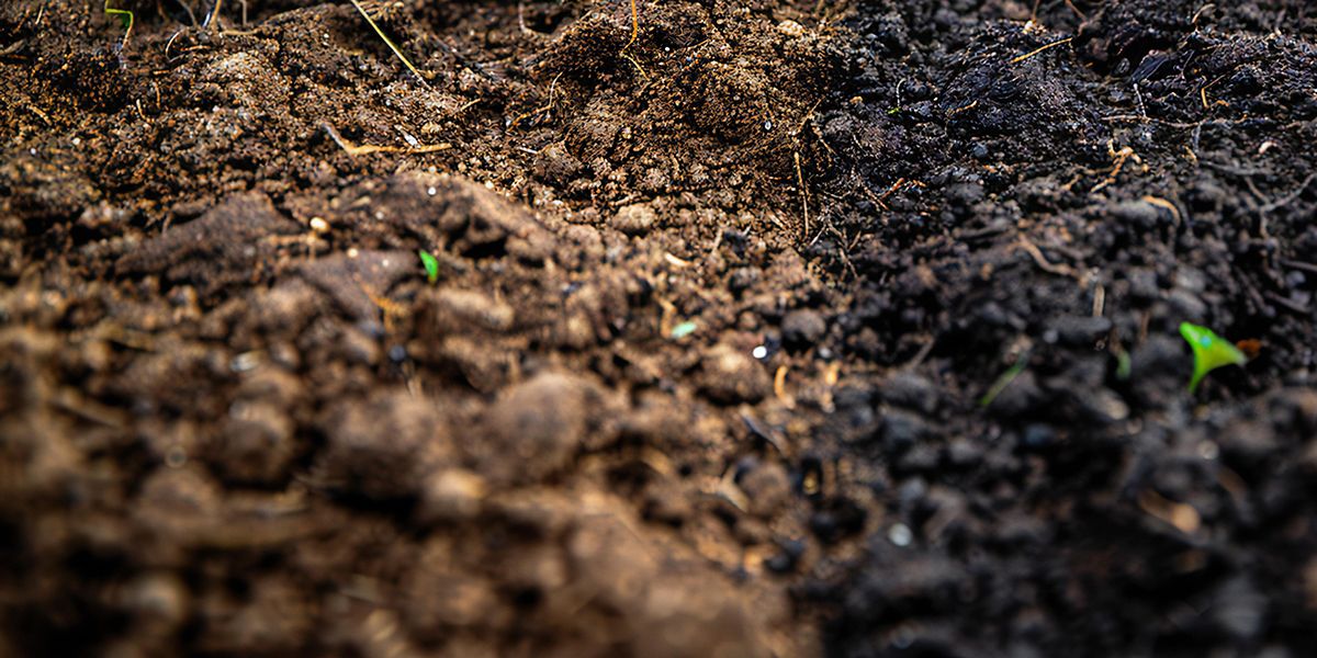 Pourquoi garder le sol couvert est essentiel pour votre jardin