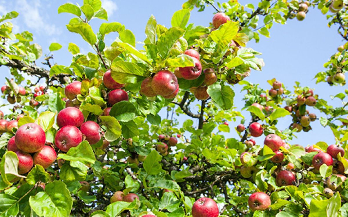 Cultiver des arbres fruitiers pour des récoltes abondantes