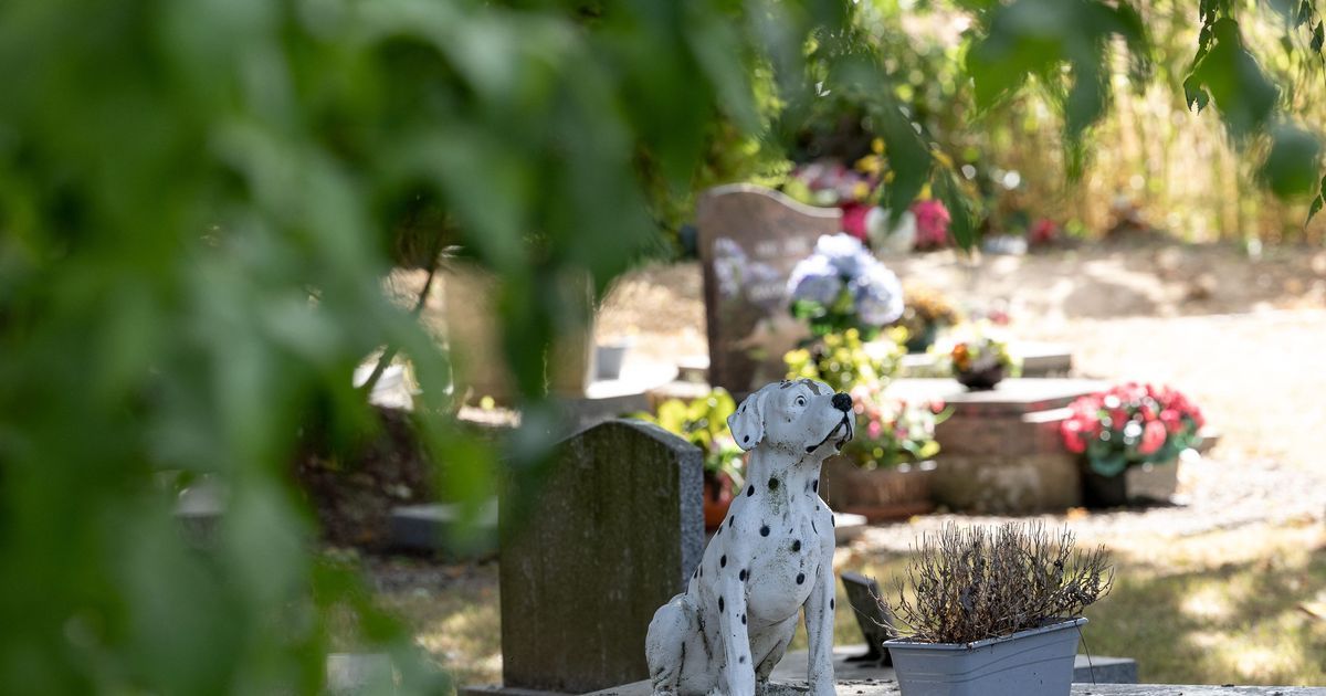 Plérin va accueillir son premier cimetière pour animaux, promet le nouveau maire