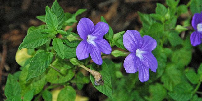 Découvrez la browallie remarquable, cette étoile des jardins
