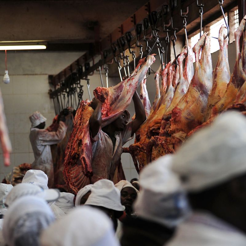Des pratiques choquantes dénoncées dans un abattoir martiniquais : L214 agit