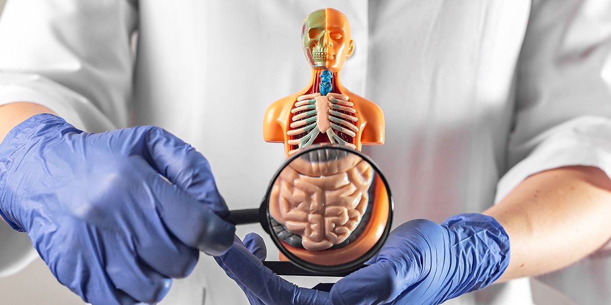 découvrez les secrets fascinants de notre appareil digestif