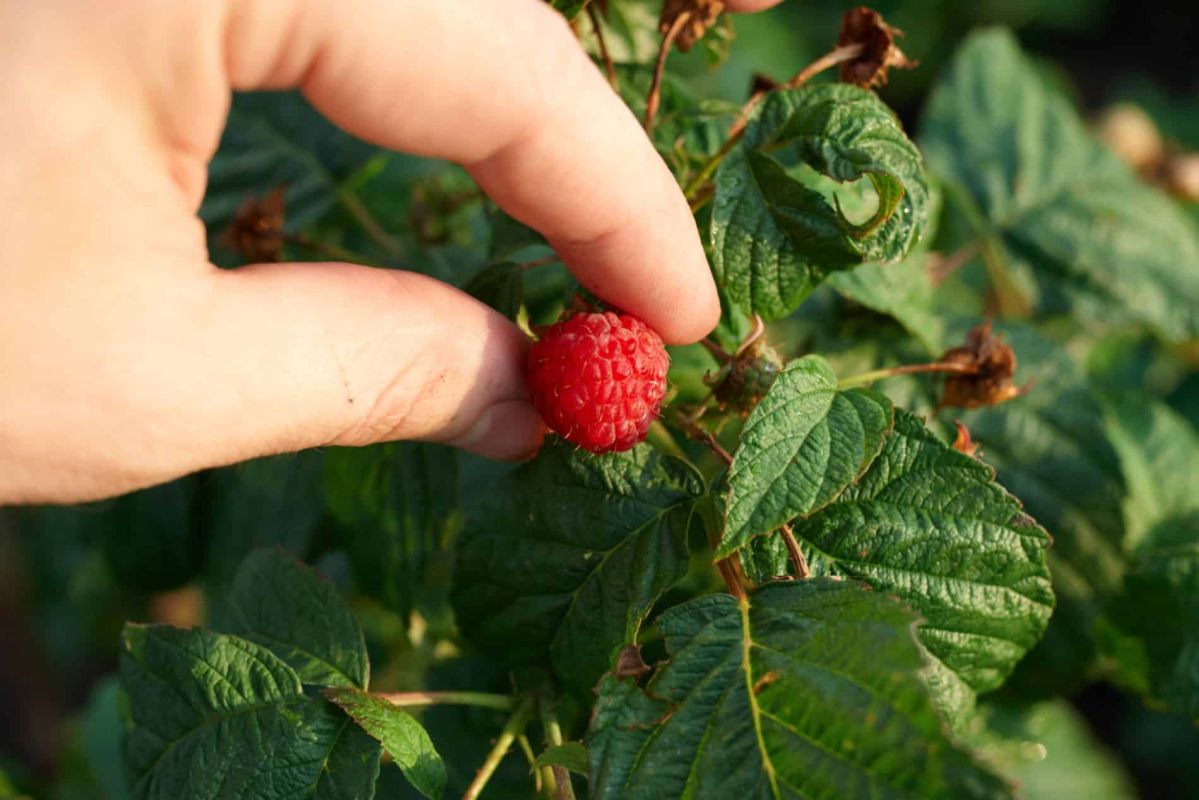 Plantez des framboises : le guide pratique des experts pour un jardin généreux