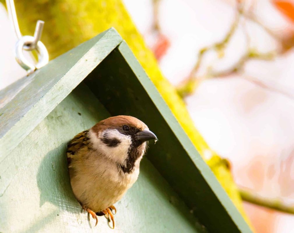 Transformez votre jardin en refuge à oiseaux ce printemps