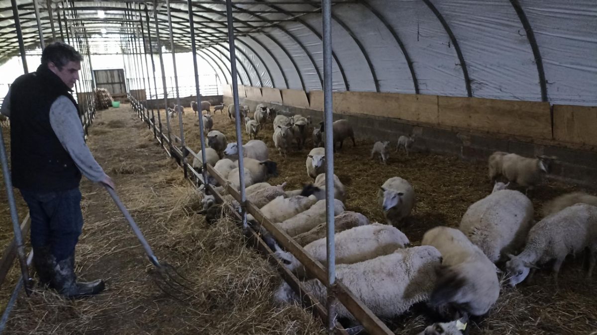 Damien Berthomier : l'élevage bio au cœur de la biodiversité des prairies