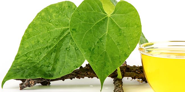 Le guduchi : l'allié secret pour booster vos défenses immunitaires