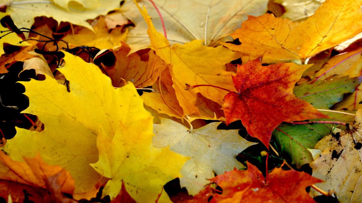 Que faire des feuilles mortes au jardin?