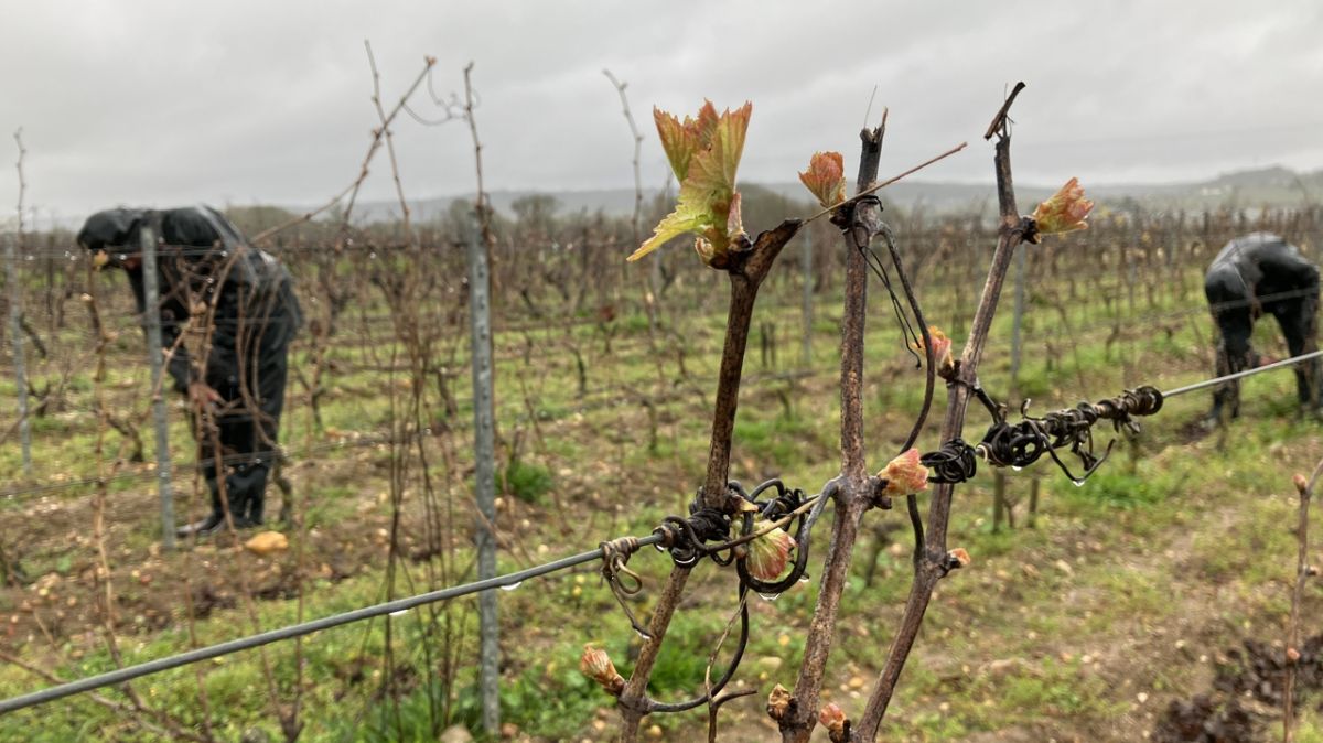 Les vignerons d'Indre-et-Loire face au gel : un défi inquiétant