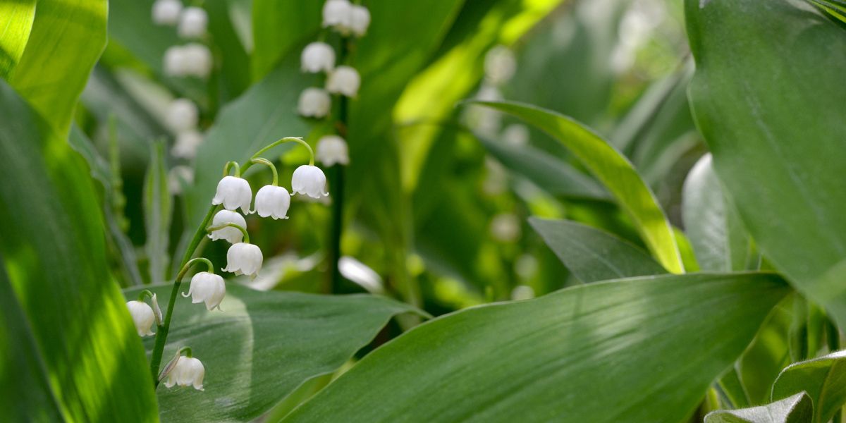 Le mois de mai au jardin : semis, plantations et conseils pratiques