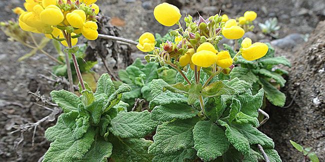 La calcéolaire, une floraison estivale éblouissante