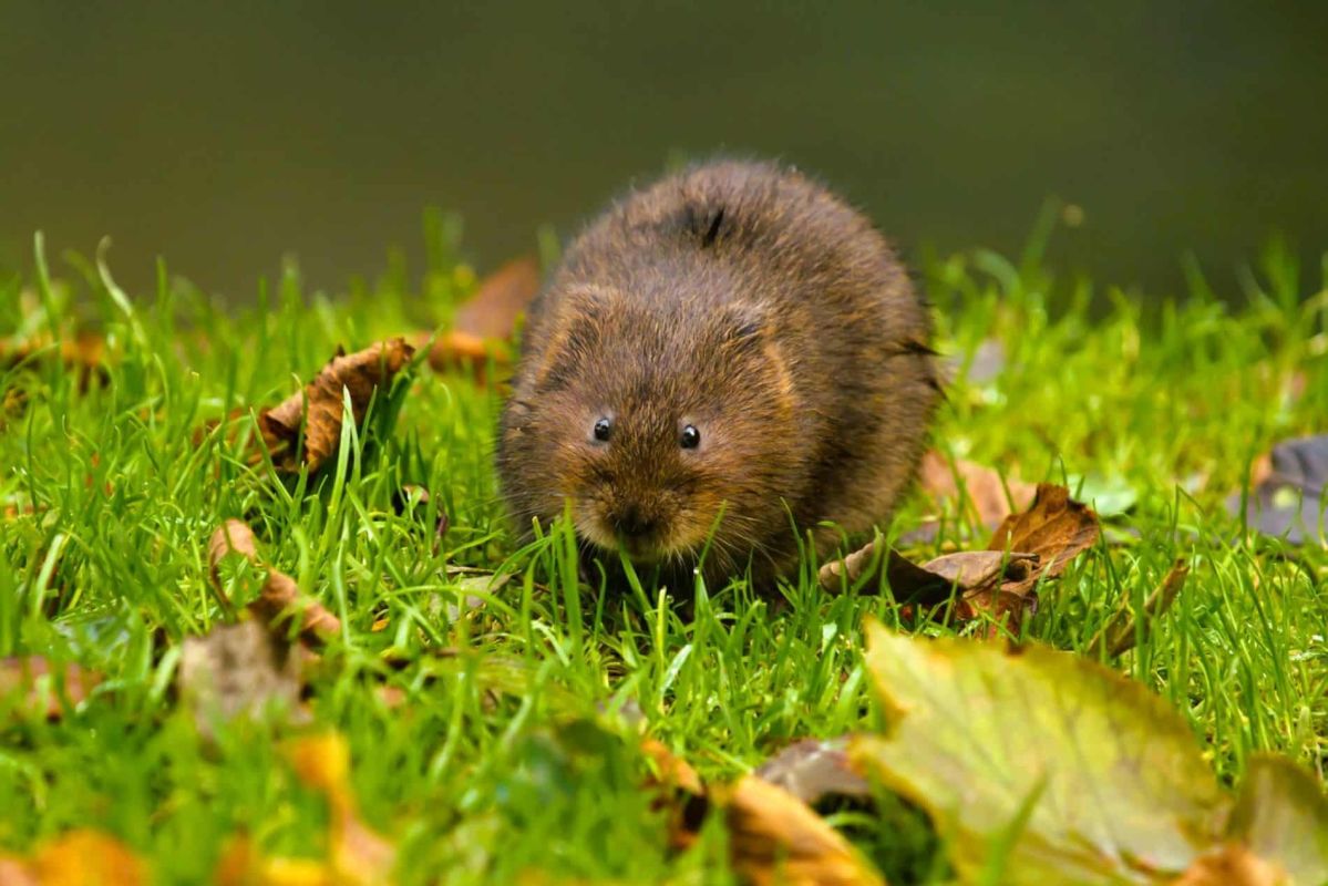 Stop aux rats taupiers : 4 stratégies écologiques pour sauver votre jardin