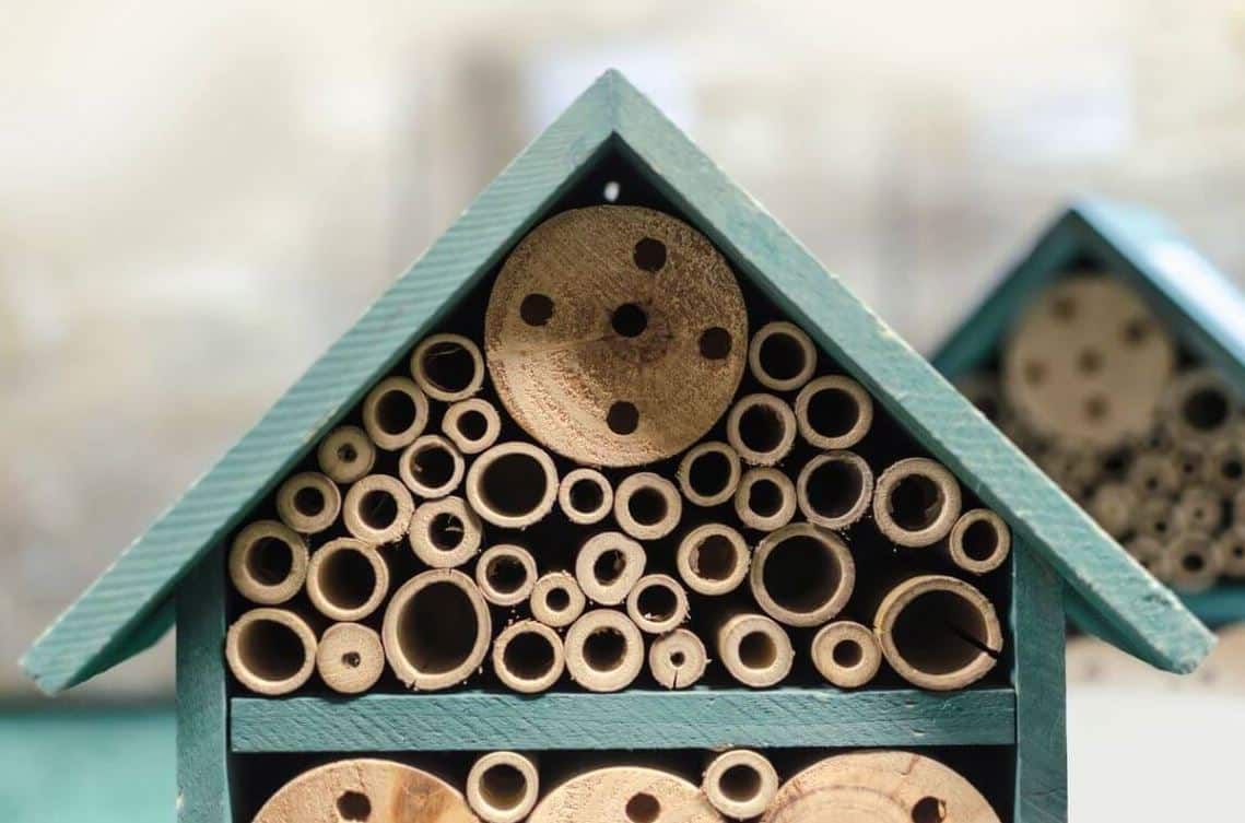 découvrez l'hôtel à insectes : un refuge pour la biodiversité