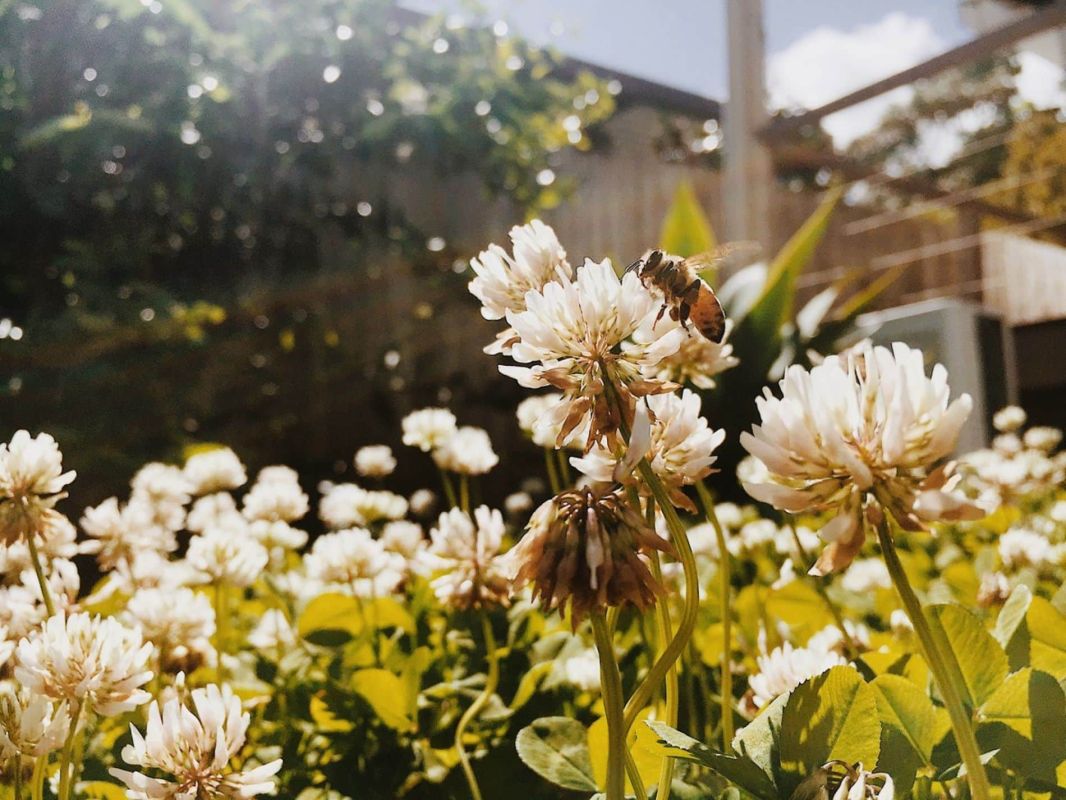 transformez votre potager en sanctuaire pour abeilles avec ces astuces simples et efficaces