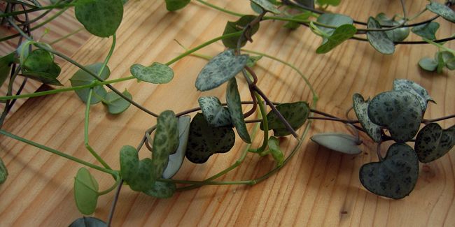 Ceropegia (Ceropegia woodii) : une plante au charme intemporel