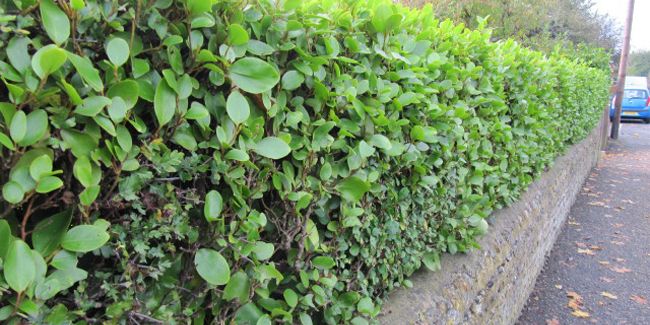 Griselinie du littoral (Griselinia littoralis) : un trésor du jardin