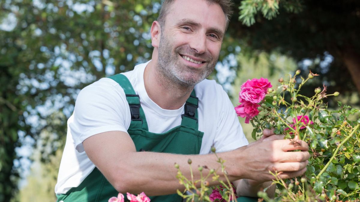 Des solutions naturelles pour chouchouter vos rosiers face aux pucerons et taches noires