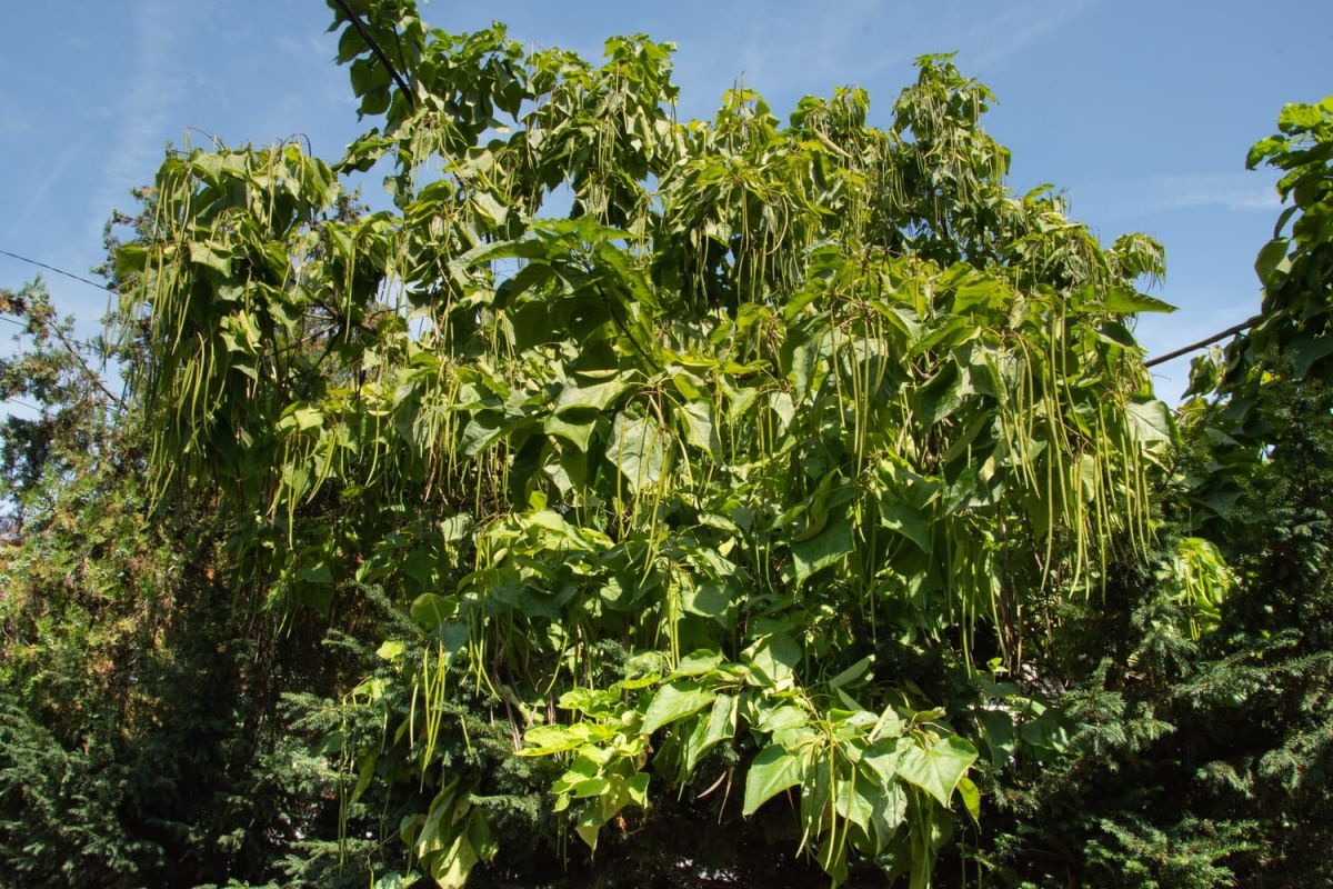 Catalpa : un arbre majestueux à découvrir et entretenir