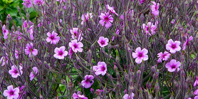 Le géranium de Madère : une spectaculaire vivace aux allures légères