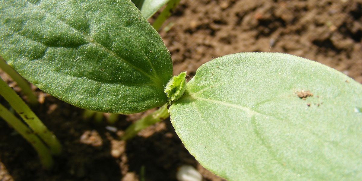 Les secrets pour cultiver des concombres avec succès