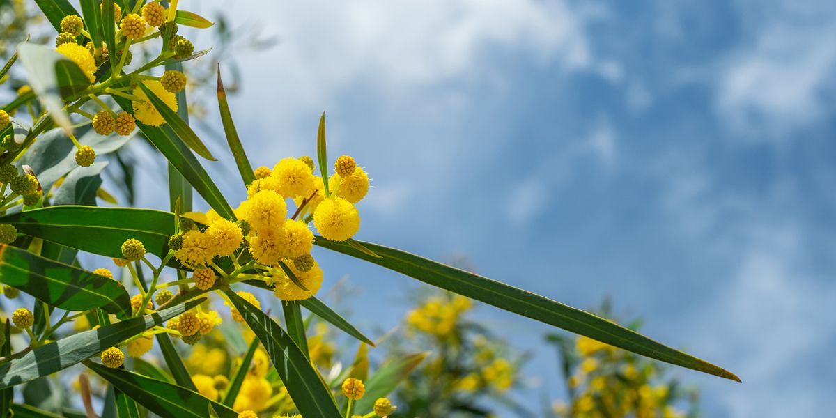 Les astuces jardinage : que planter et semer en mars ?