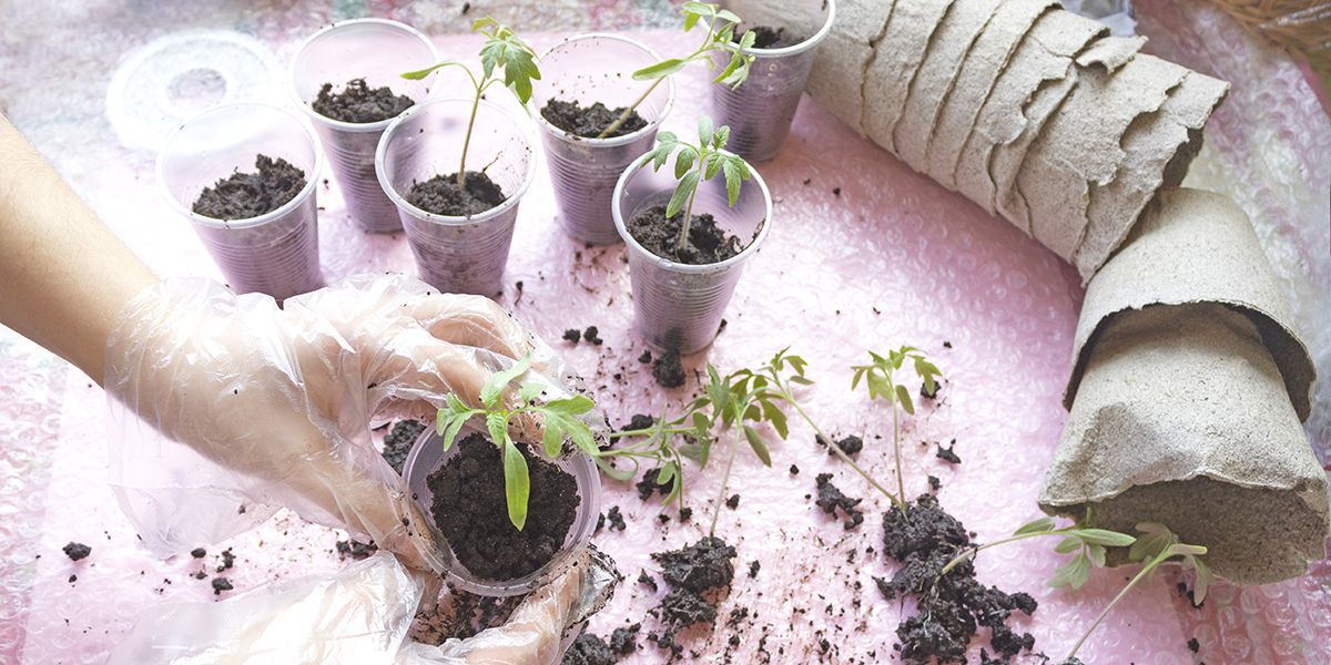 Élever ses semis : des graines au potager en toute sérénité