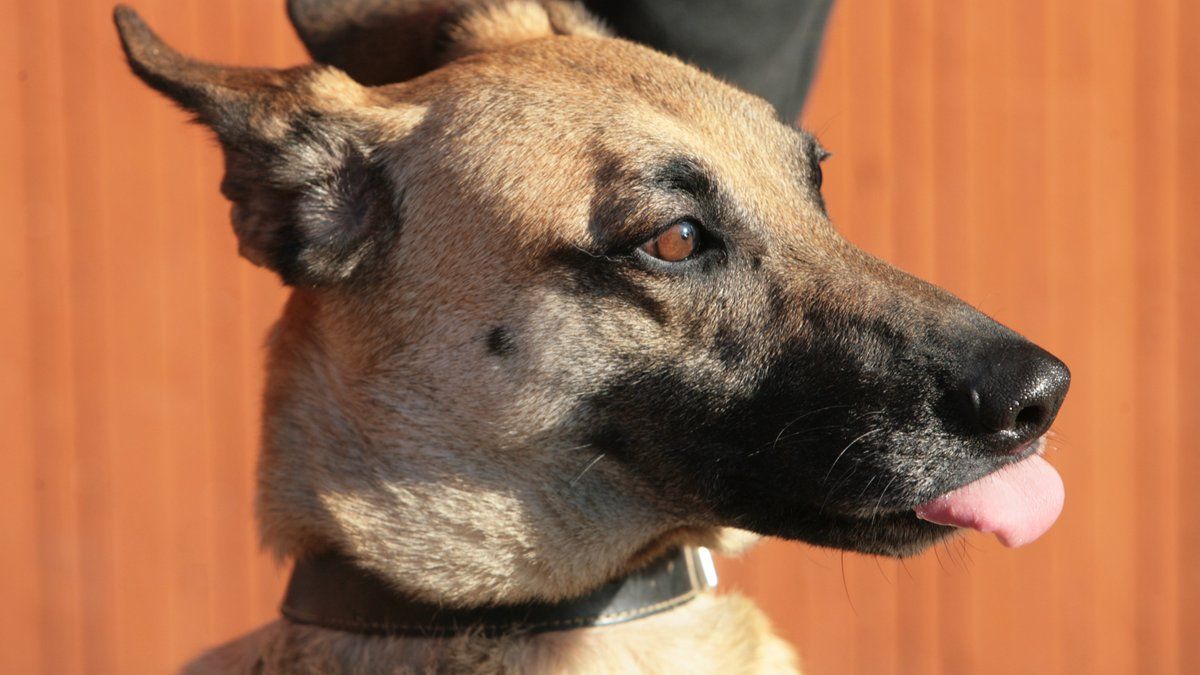 Un conducteur sous le choc : un chien traîné derrière sa voiture à Reims