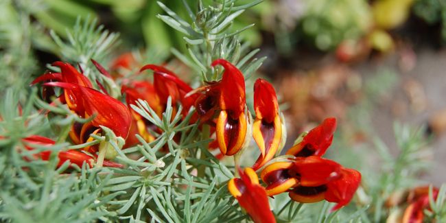 Lotier (Lotus berthelotii) : un joyau méconnu des jardins
