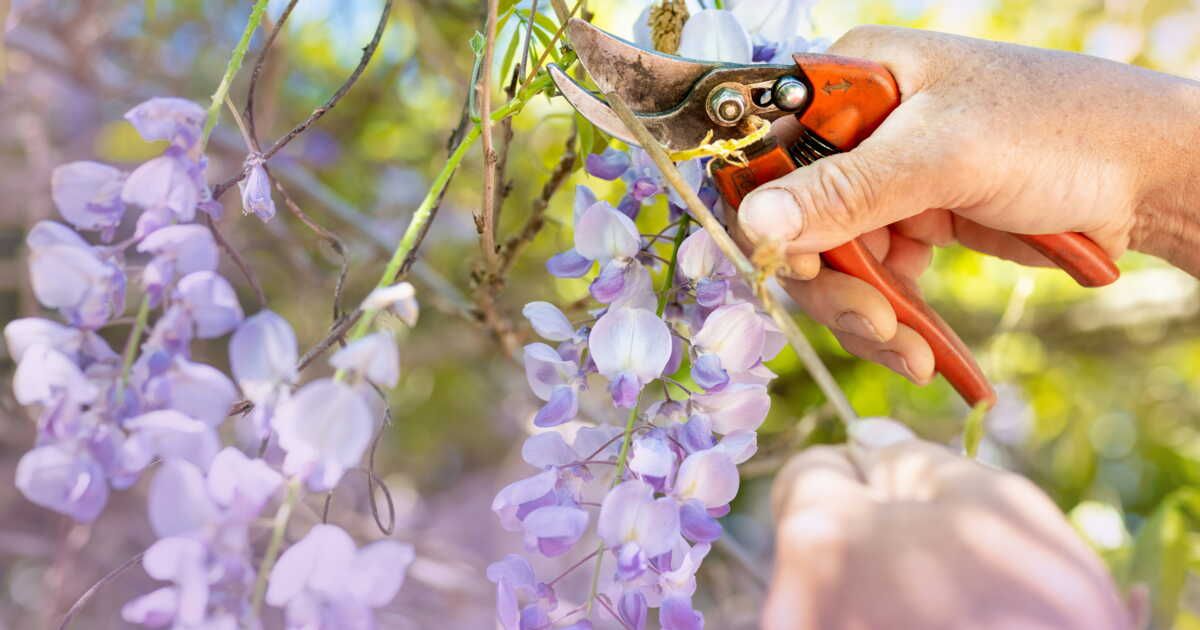 Quand et comment tailler une glycine ?