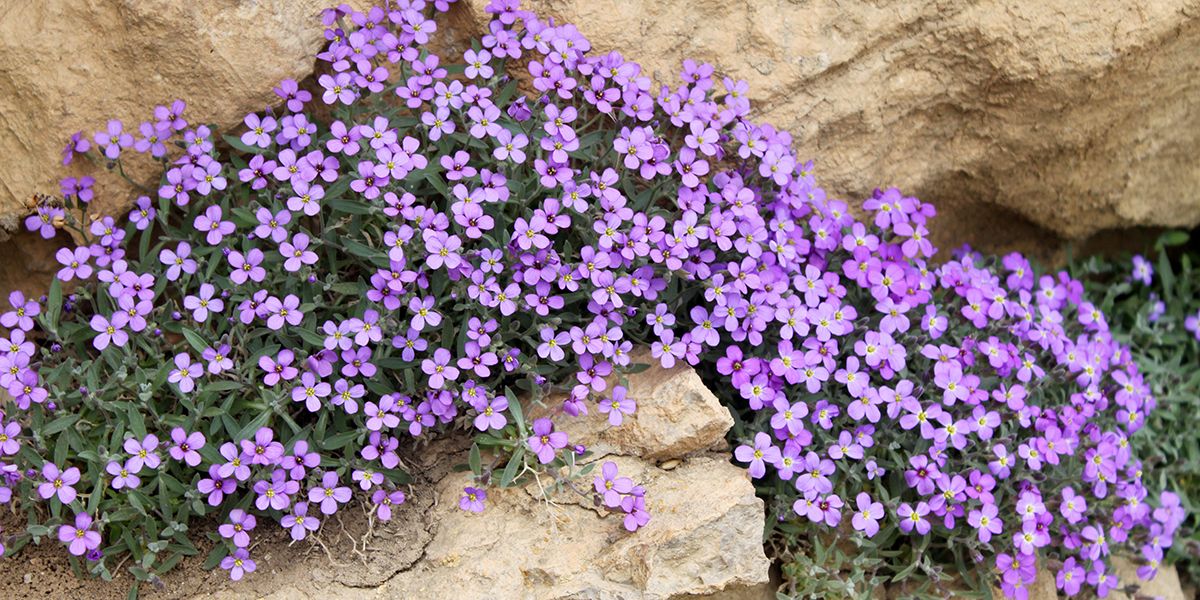 10 plantes à installer dans un muret en pierres exposé au soleil !