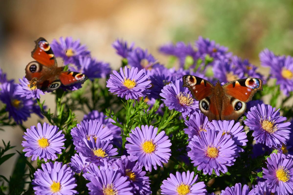 Prolongez la beauté des asters jusqu'à l'hiver