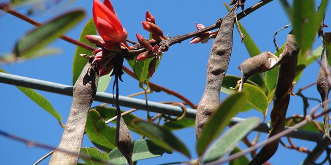 Détails sur le pois corail, la grimpante à fleurs rouges