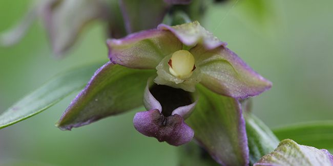 À la découverte de l'épipactis à larges feuilles (Epipactis helleborine)