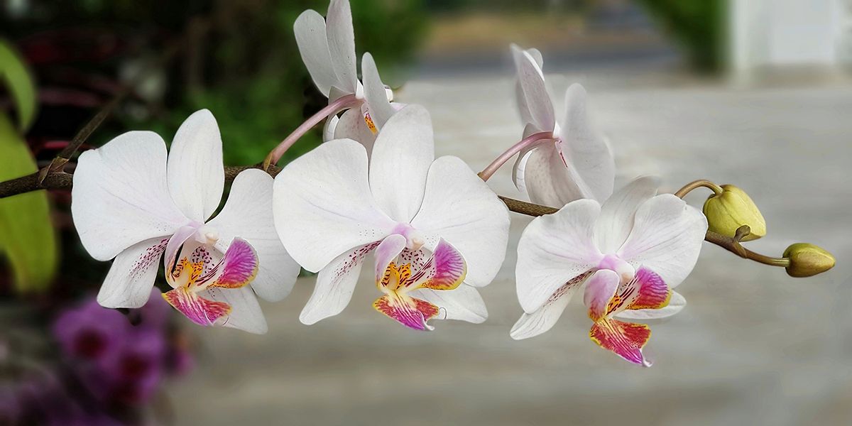 Orchidées : des touches d'exotisme dans votre intérieur