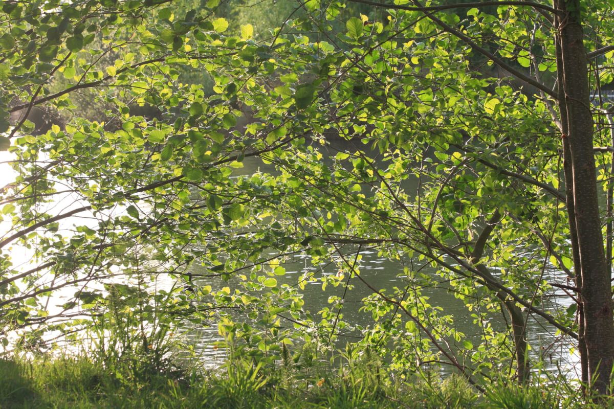 Aulne : tout savoir sur sa plantation, taille et fruits